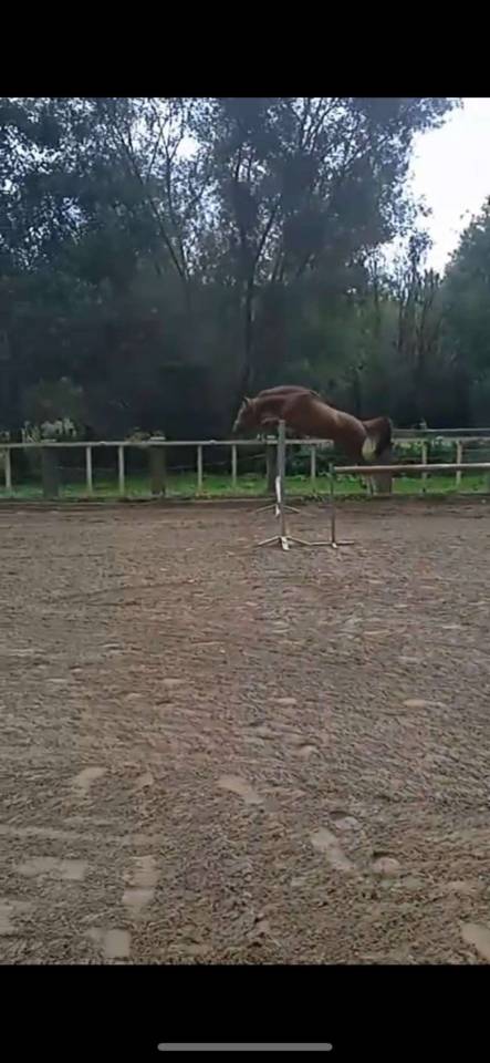 Entier sbs plein papier 