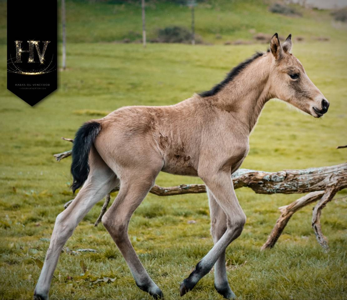 ✨️ M&acirc;le kwpn Isabelle Lusitanosport ✨️