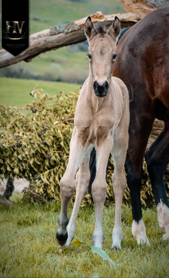 ✨️ M&acirc;le kwpn Isabelle Lusitanosport ✨️