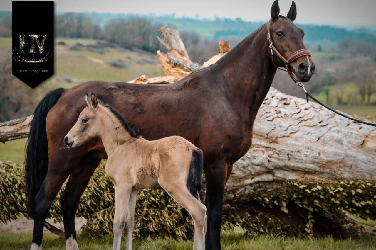 ✨️ M&acirc;le kwpn Isabelle Lusitanosport ✨️