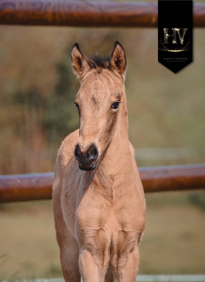 ✨️ M&acirc;le kwpn Isabelle Lusitanosport ✨️