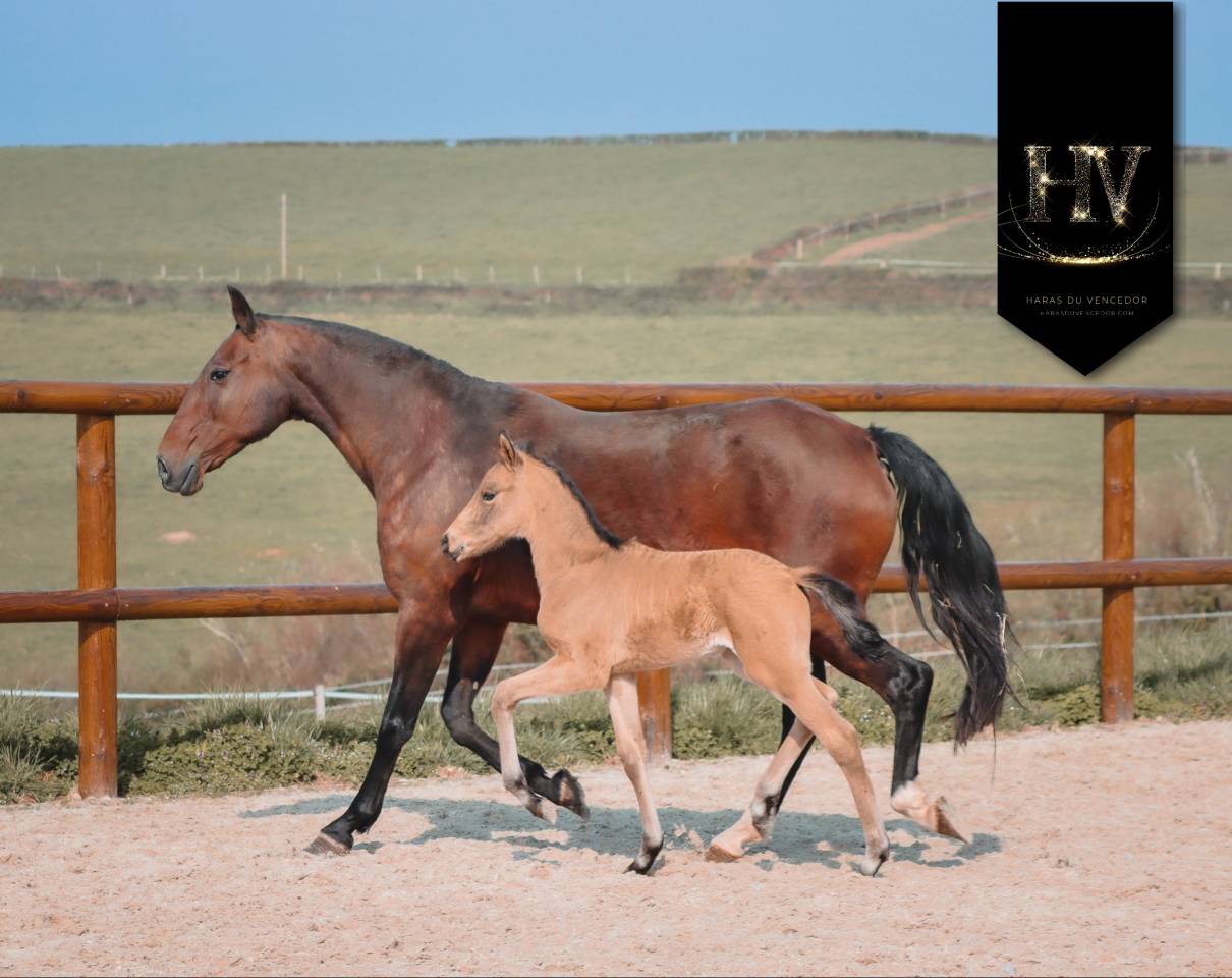 ✨️ M&acirc;le kwpn Isabelle Lusitanosport ✨️