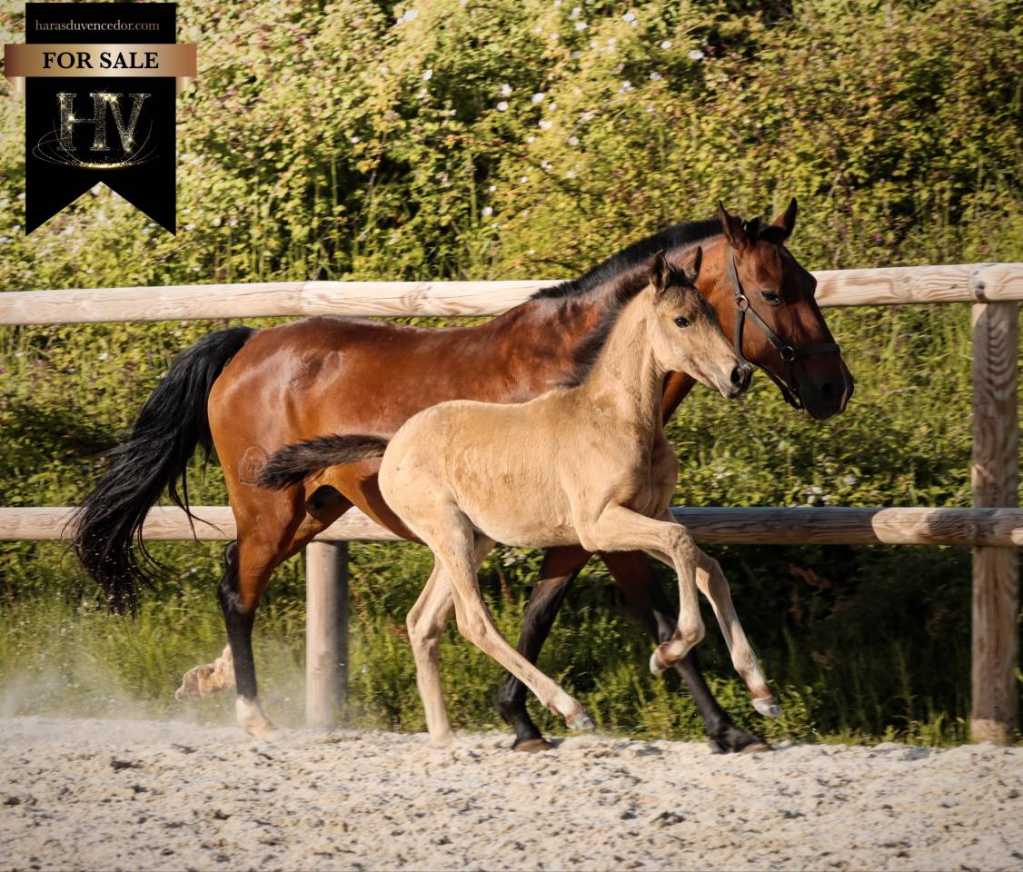 ✨️ M&acirc;le kwpn Isabelle Lusitanosport ✨️