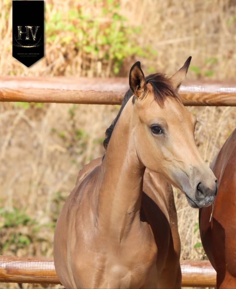 ✨️ M&acirc;le kwpn Isabelle Lusitanosport ✨️