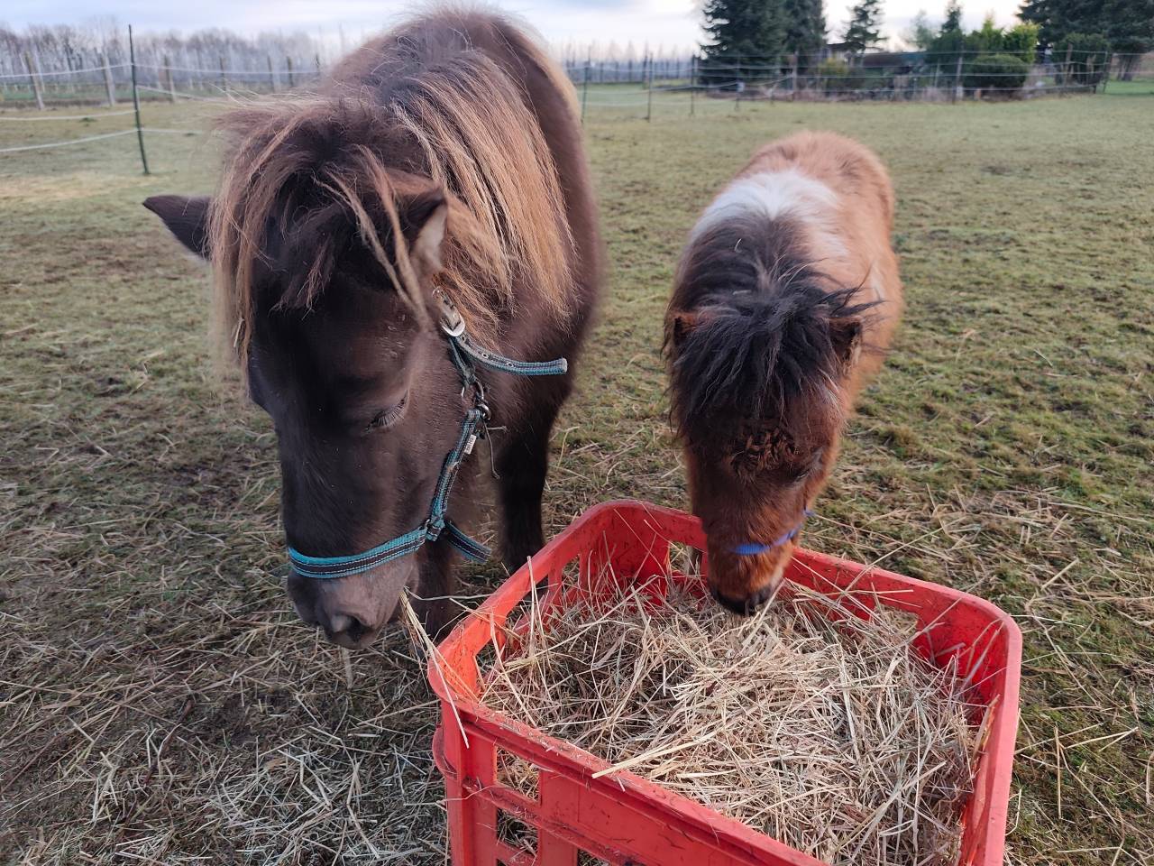 Poulain AMHA / NMPRS PIE  (30/04/25)