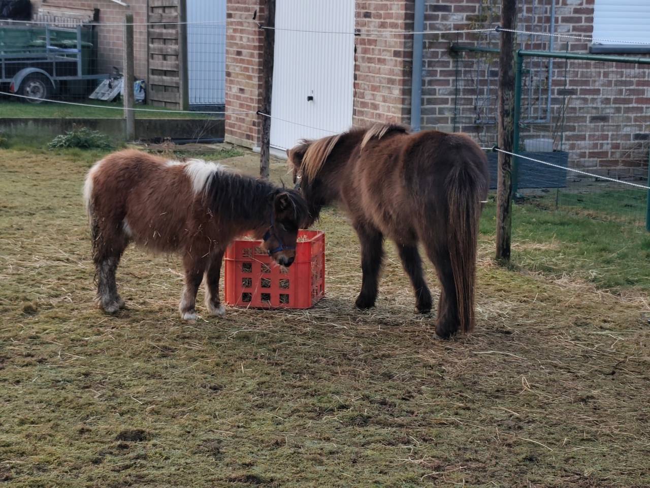 Poulain AMHA / NMPRS PIE  (30/04/25)