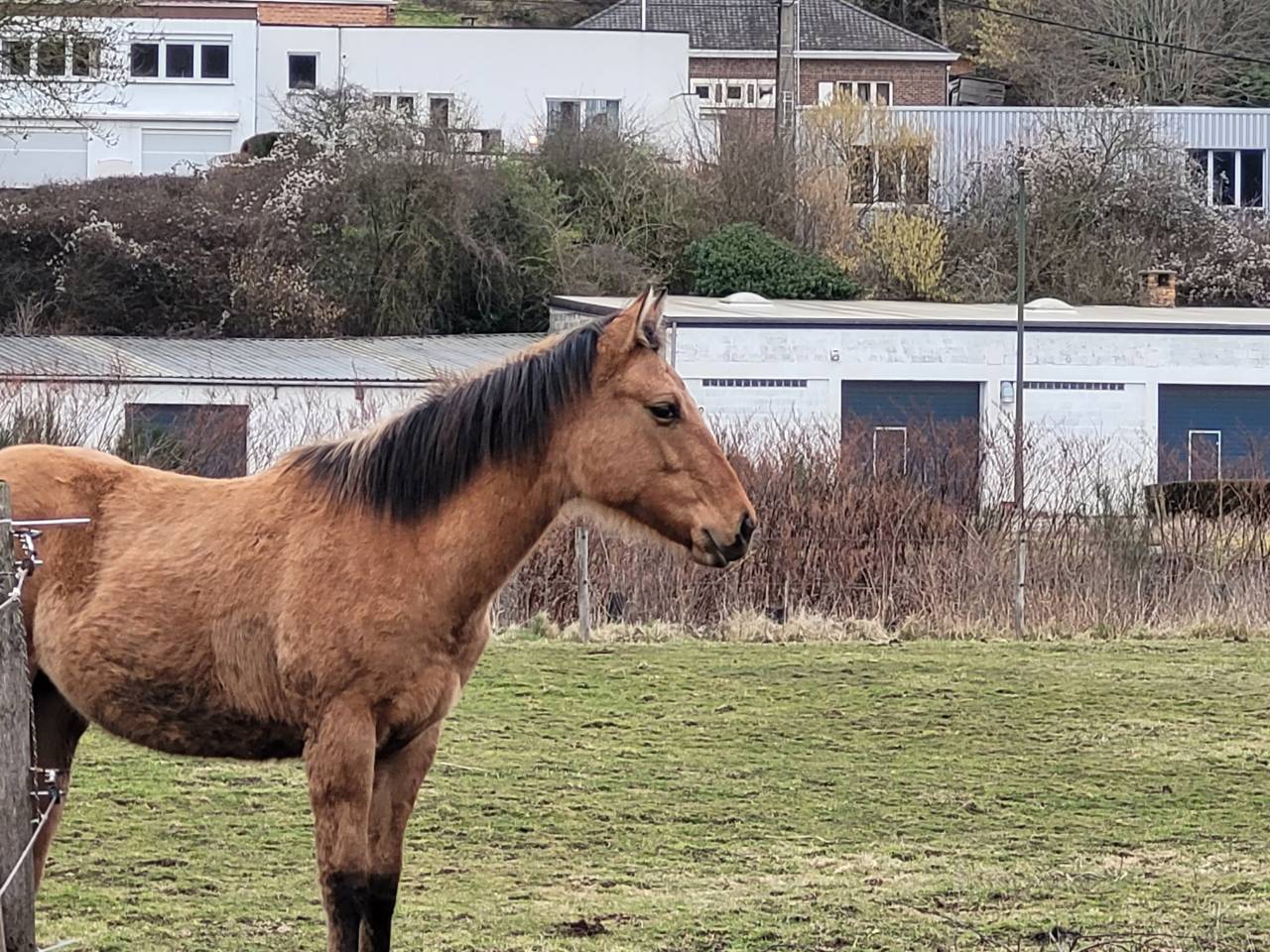 Pouliche Paint horse PP