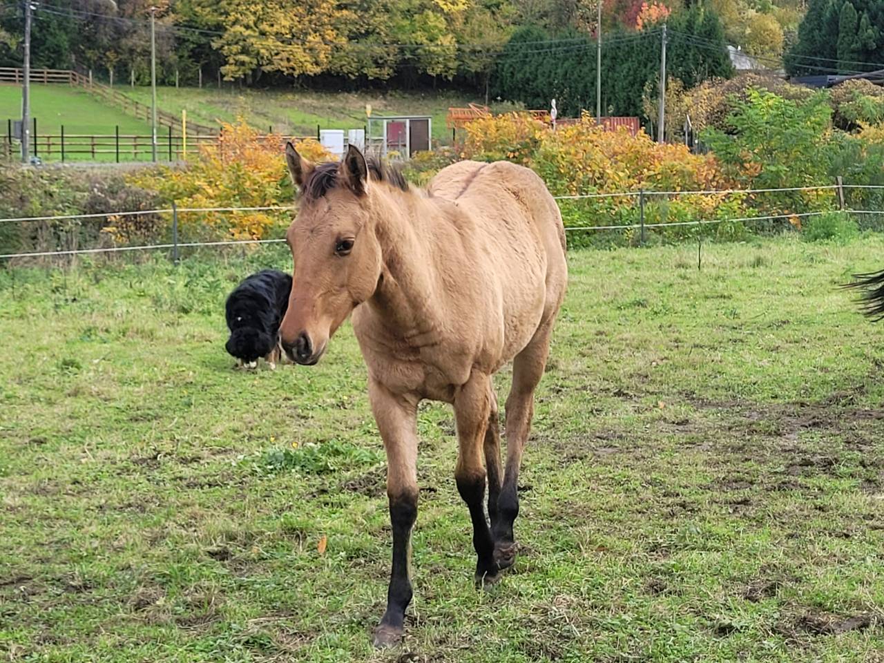 Pouliche Paint horse PP