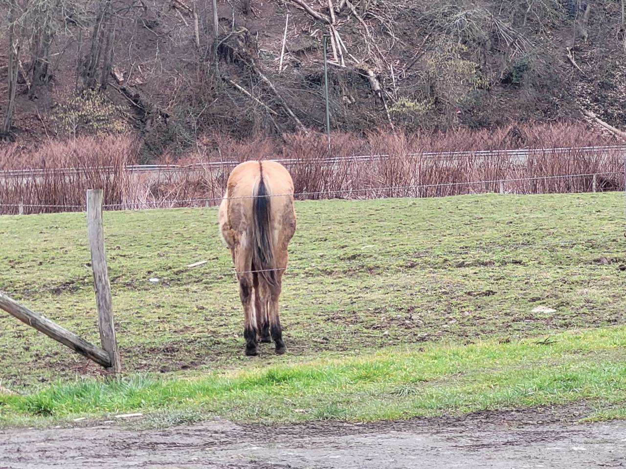 Pouliche Paint horse PP