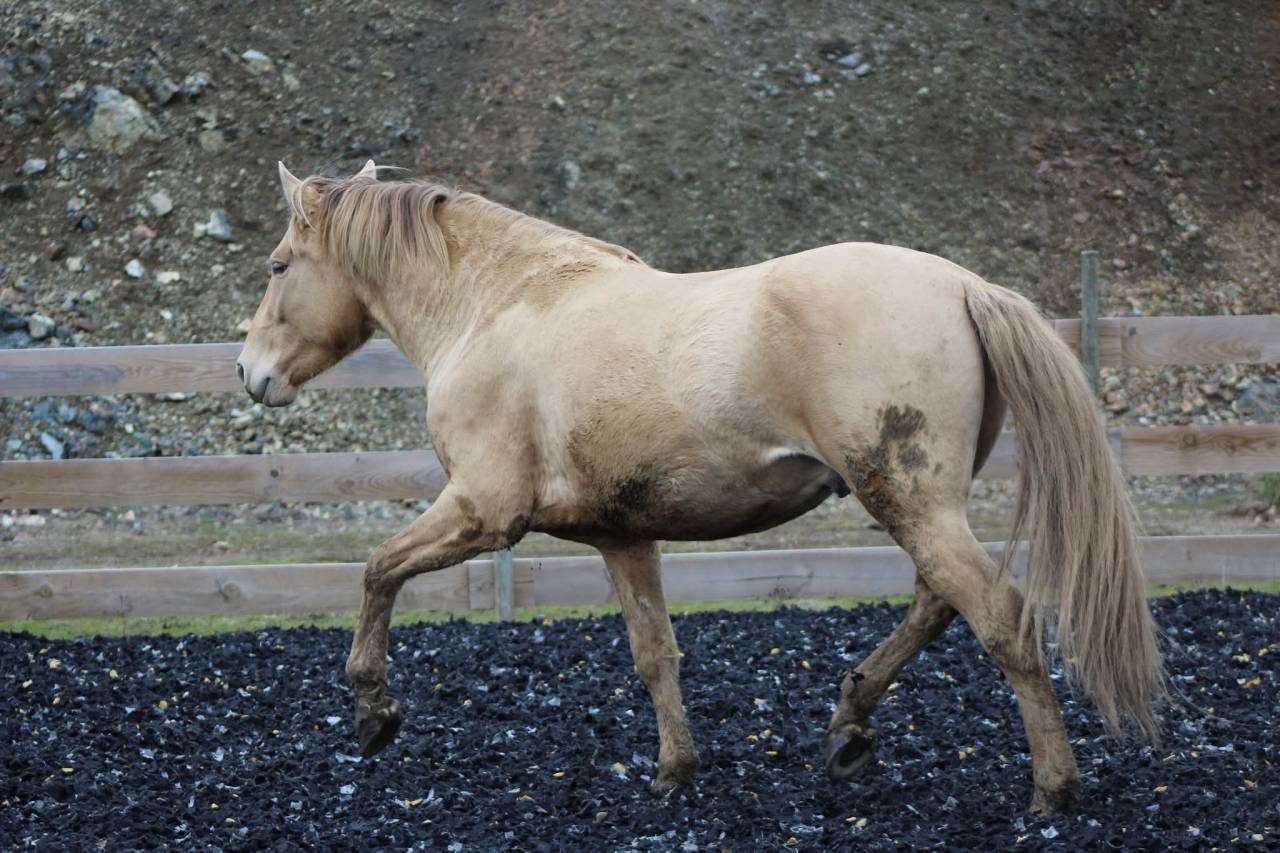 &Eacute;talon PRE double pearl