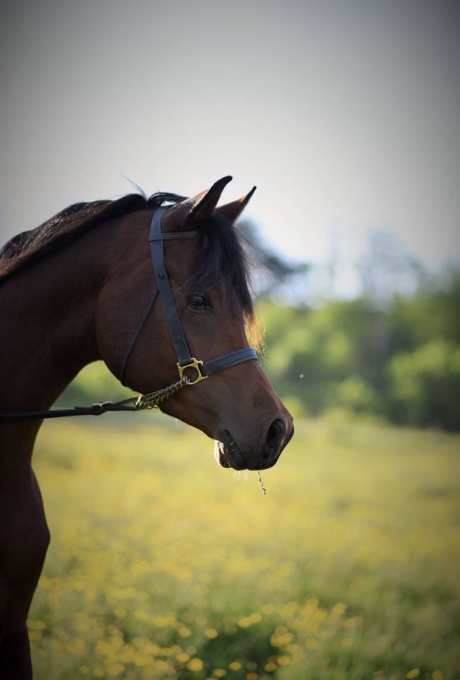 Jeune pur sang arabe de 5 ans d&eacute;bourr&eacute; 