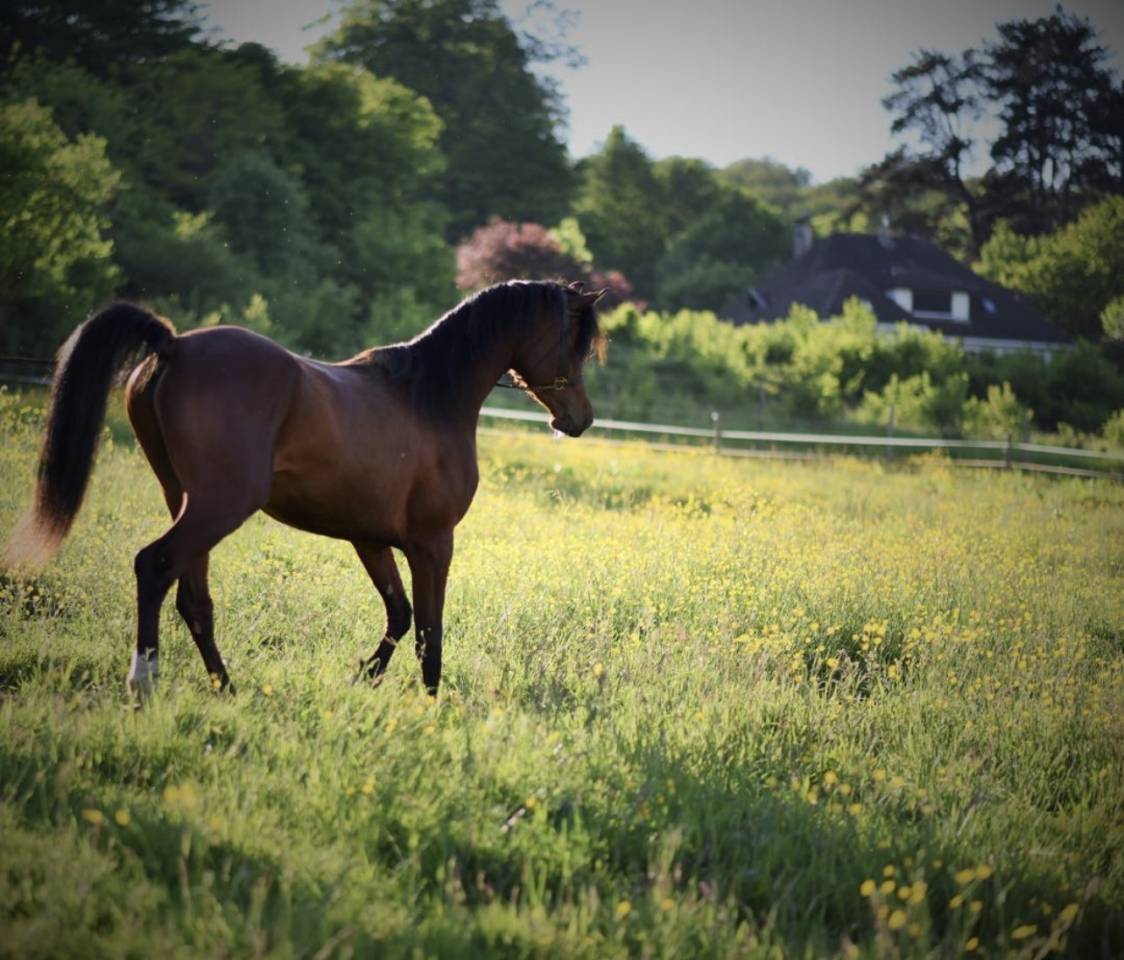 Jeune pur sang arabe de 5 ans d&eacute;bourr&eacute; 