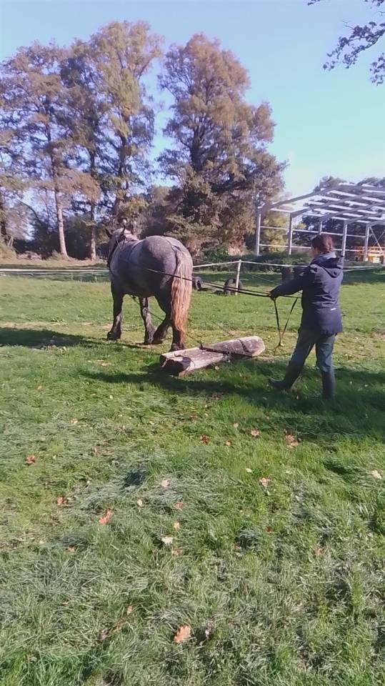 pouliche 4 ans  oc trait 