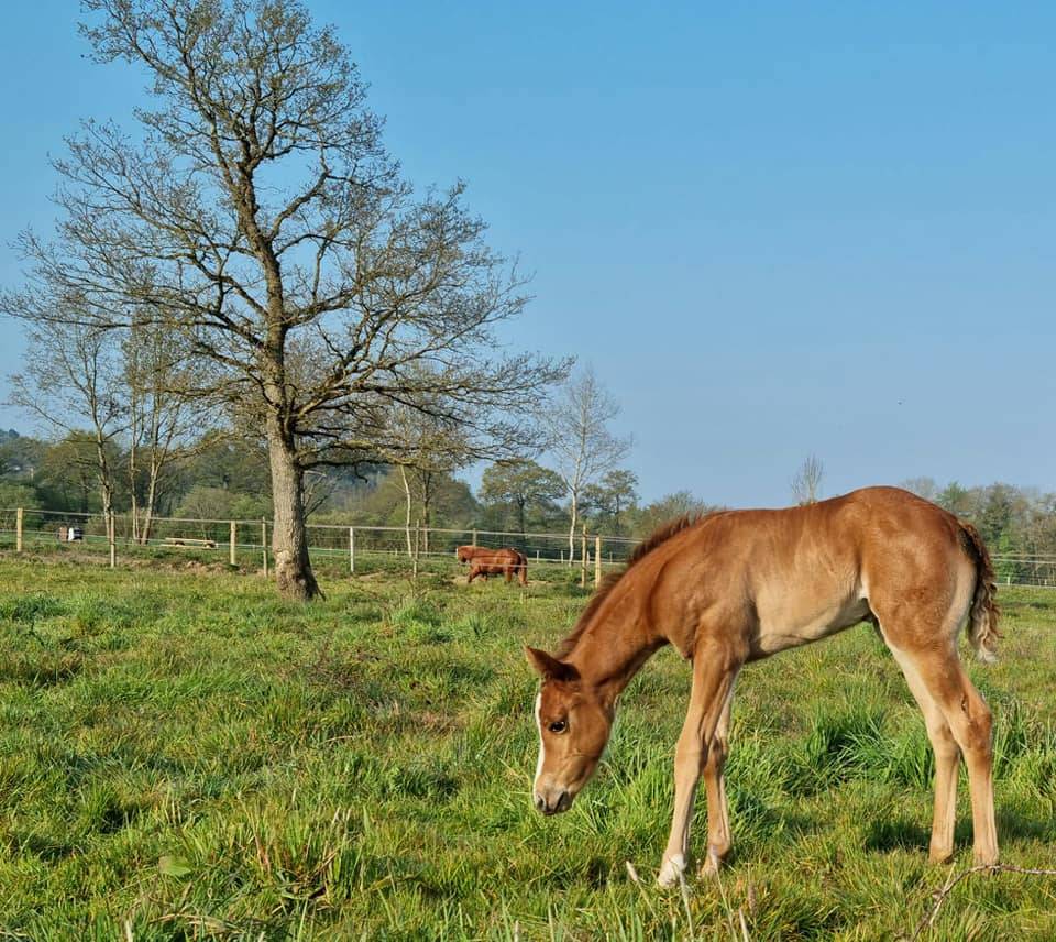 Propri&eacute;t&eacute; &eacute;questre avec &eacute;curie, man&egrave;ge et 13ha
