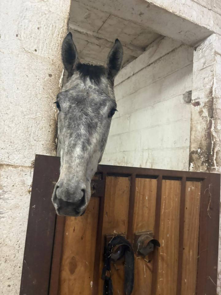 Exceptionelle Nana ~ Pur-sang ( PS)  ~ 3 ans ~ 1m68,5