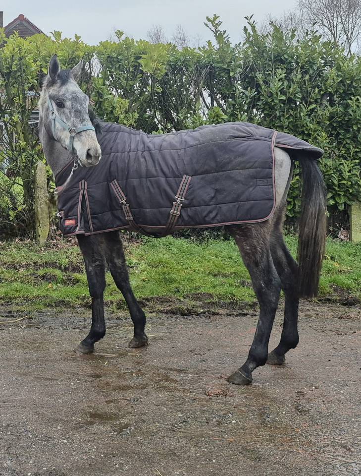 Exceptionelle Nana ~ Pur-sang ( PS)  ~ 3 ans ~ 1m68,5