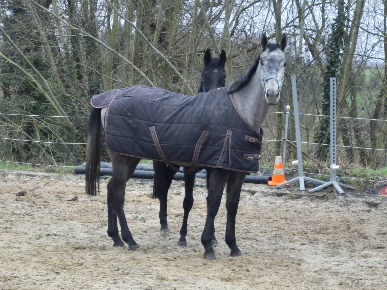 Exceptionelle Nana ~ Pur-sang ( PS)  ~ 3 ans ~ 1m68,5