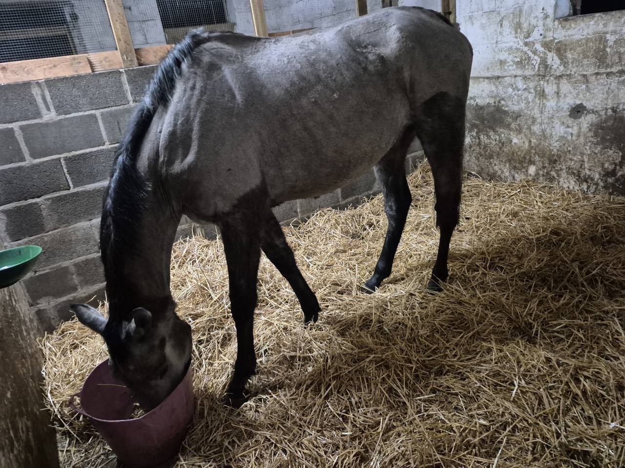 Exceptionelle Nana ~ Pur-sang ( PS)  ~ 3 ans ~ 1m68,5