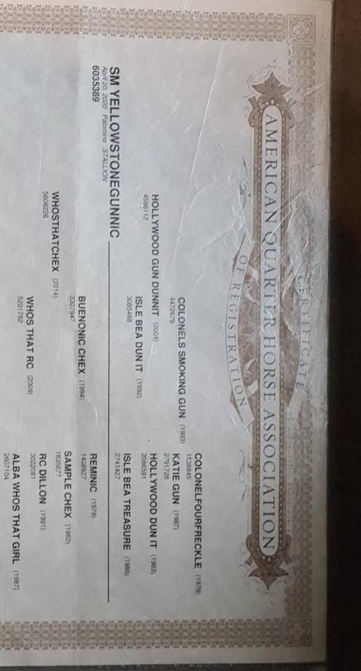 Quarter Horse de 6 ans 