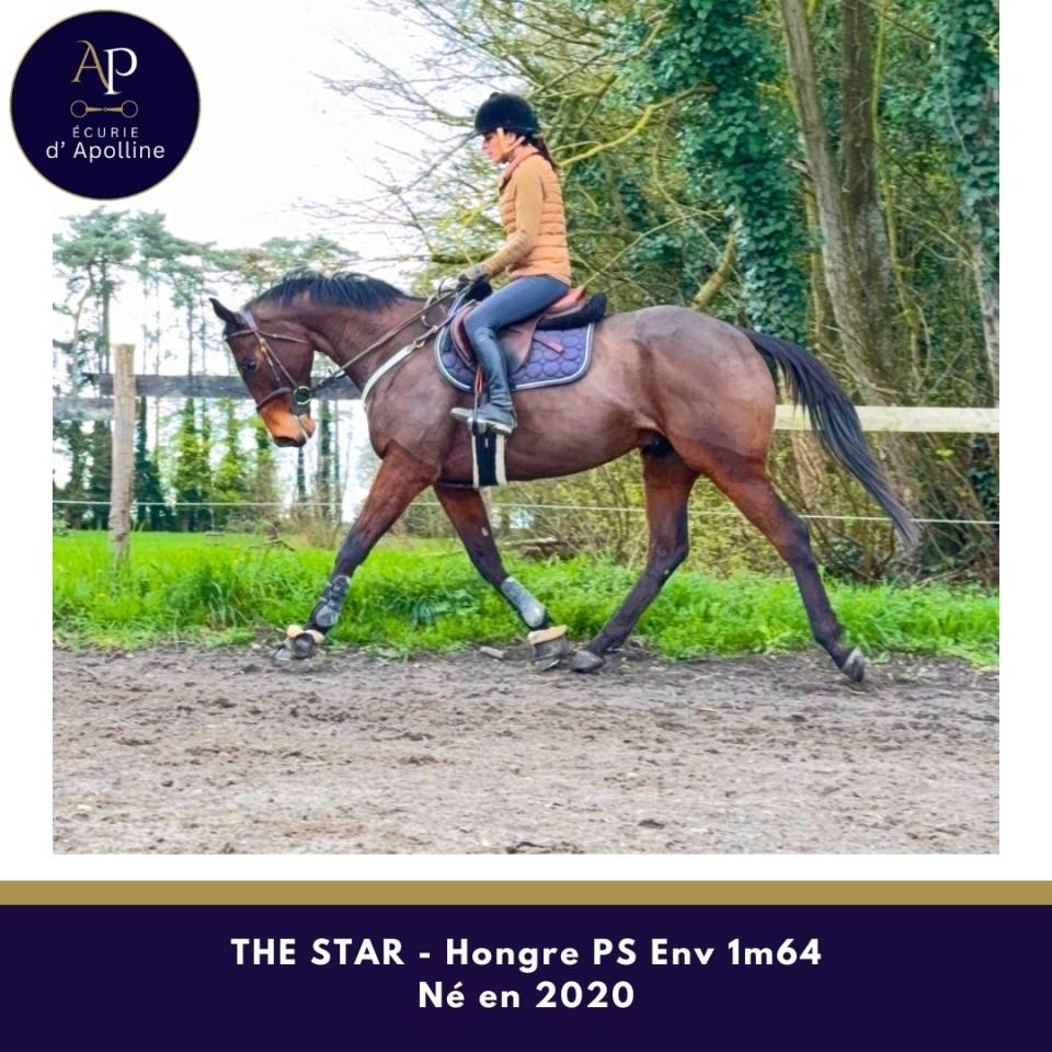 Hongre env 1m64 plaisant sur les barres