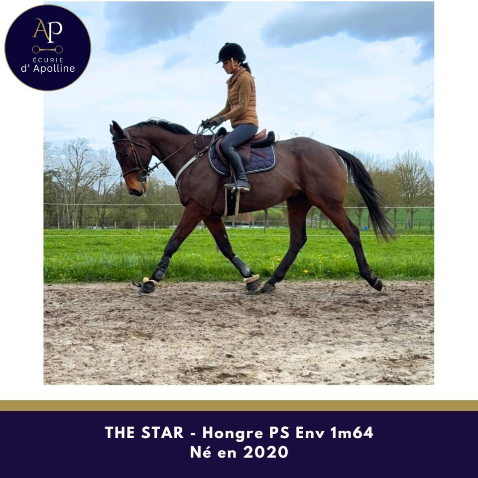 Hongre env 1m64 plaisant sur les barres