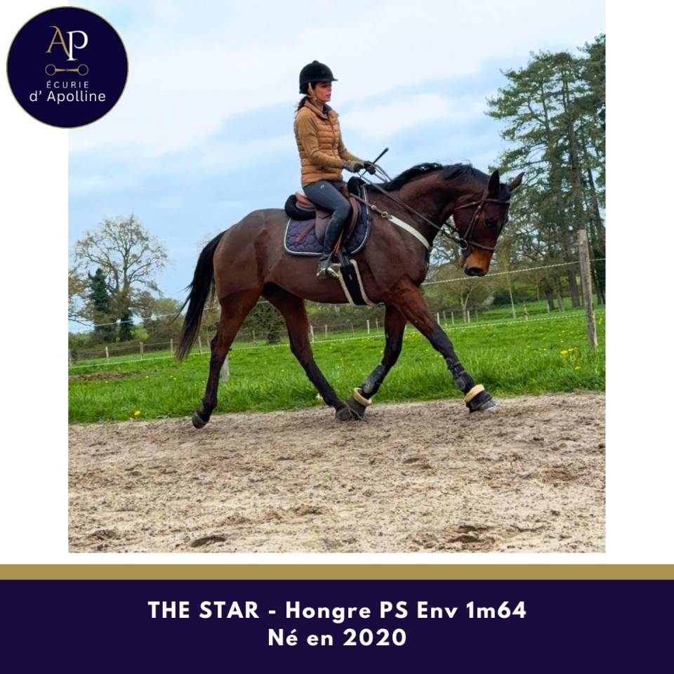 Hongre env 1m64 plaisant sur les barres