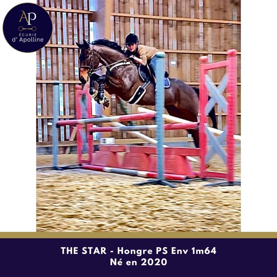 Hongre env 1m64 plaisant sur les barres