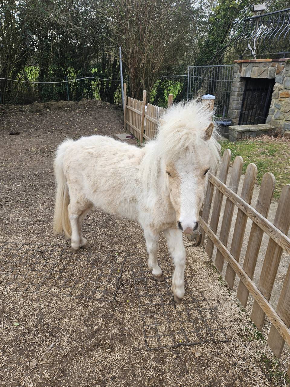 Mini horse am&eacute;ricain etalon plein papiers