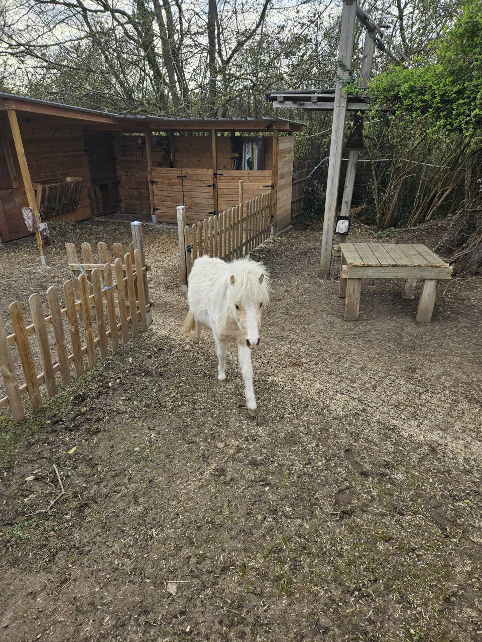 Mini horse am&eacute;ricain etalon plein papiers