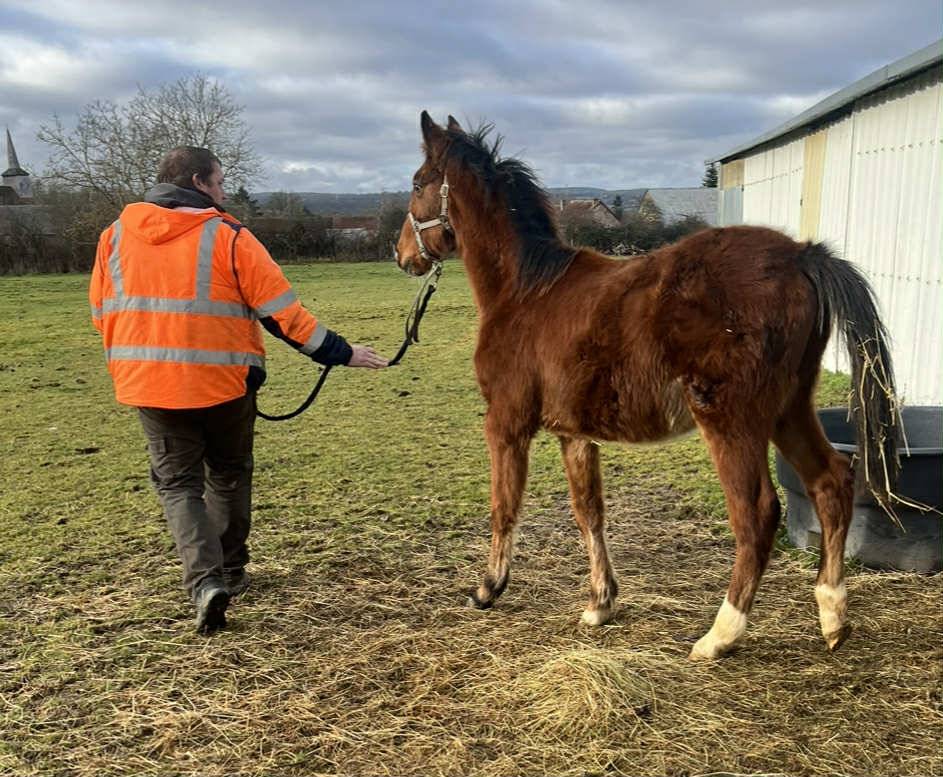 Poulain SF Itoki de riverland x cor de hus