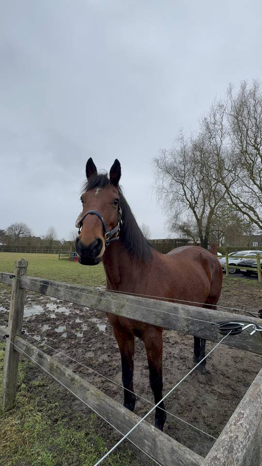 Poulini&egrave;re &agrave; vendre 