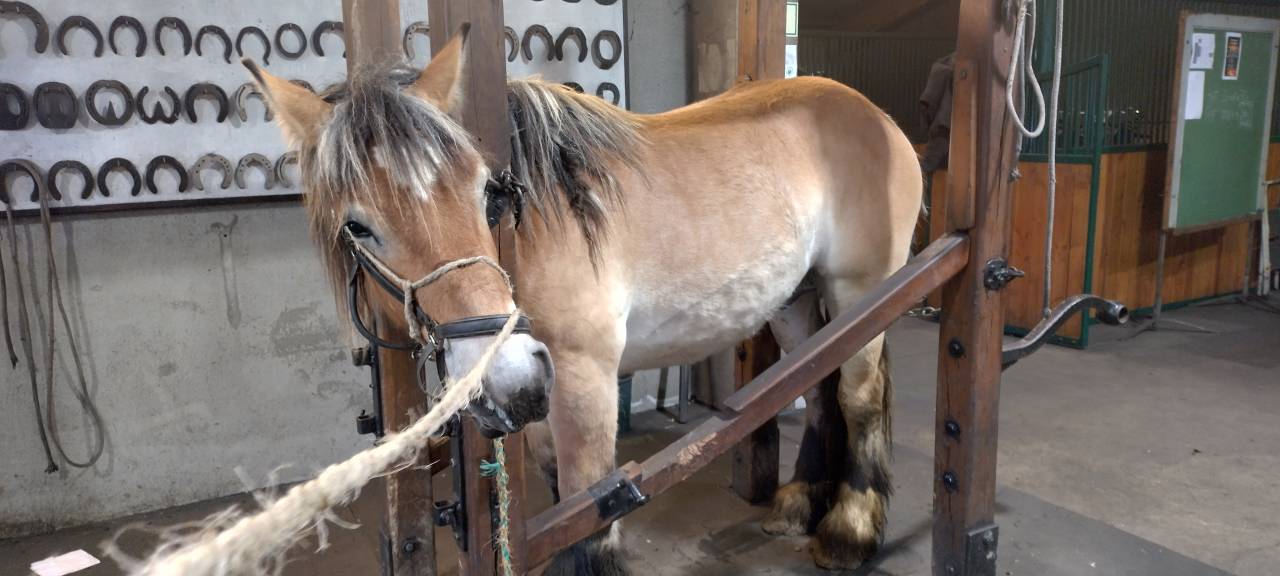 Jeune Hongre Trait Ardennais bai -Docile