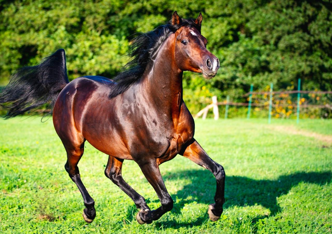 Eminem Mandorlati - Etalon arab origine Australienne 