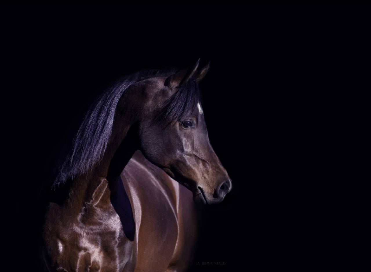 Eminem Mandorlati - Etalon arab origine Australienne 