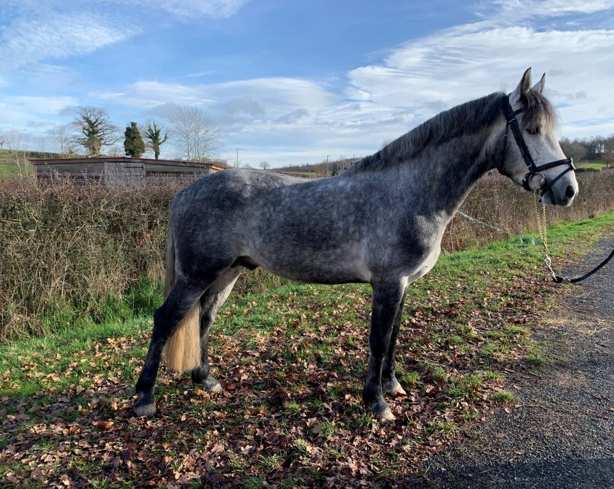 SAILLIE PAR ETALON CONNEMARA