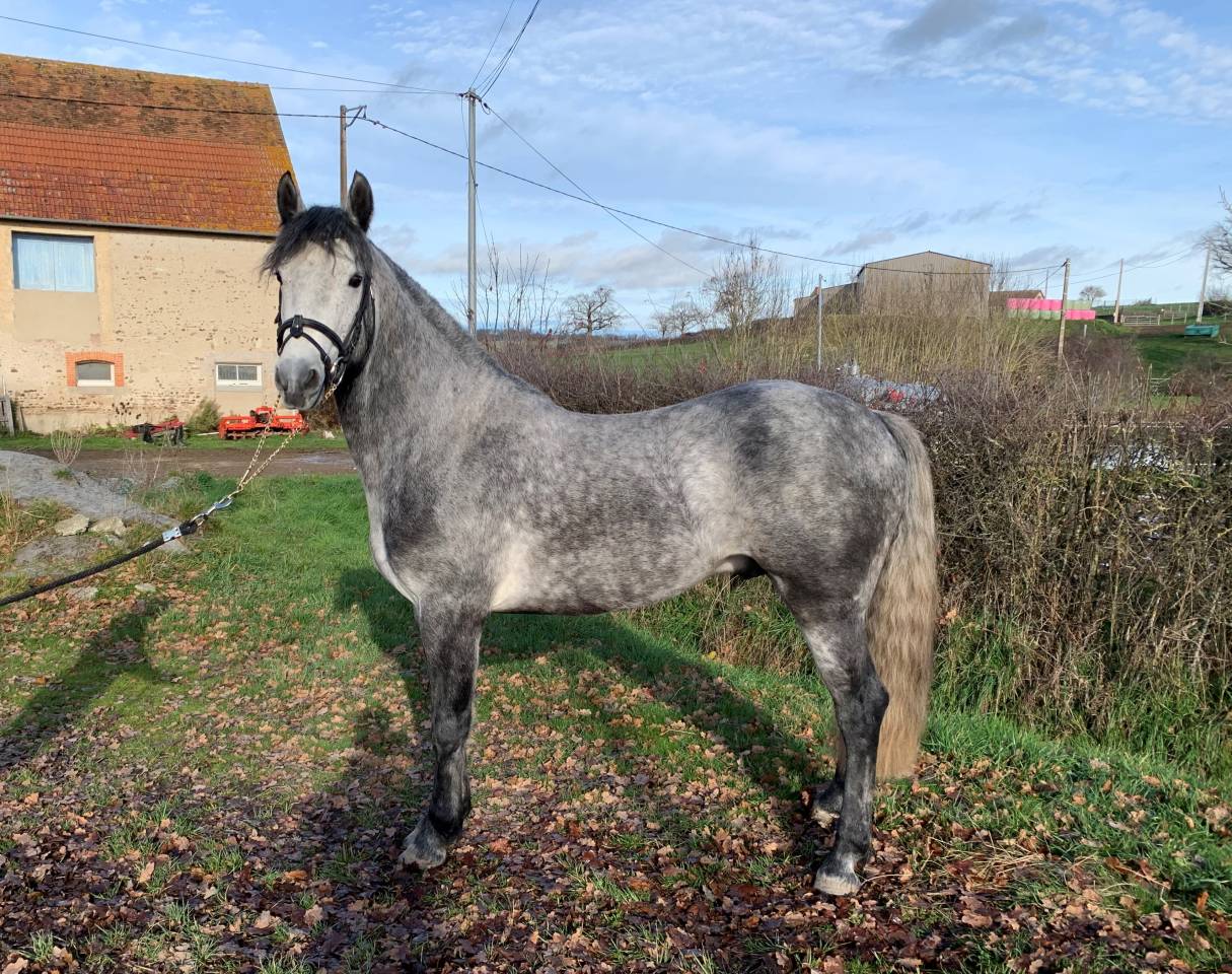 SAILLIE PAR ETALON CONNEMARA