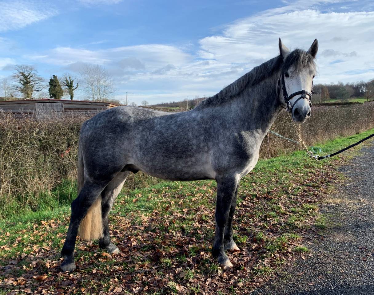 SAILLIE PAR ETALON CONNEMARA