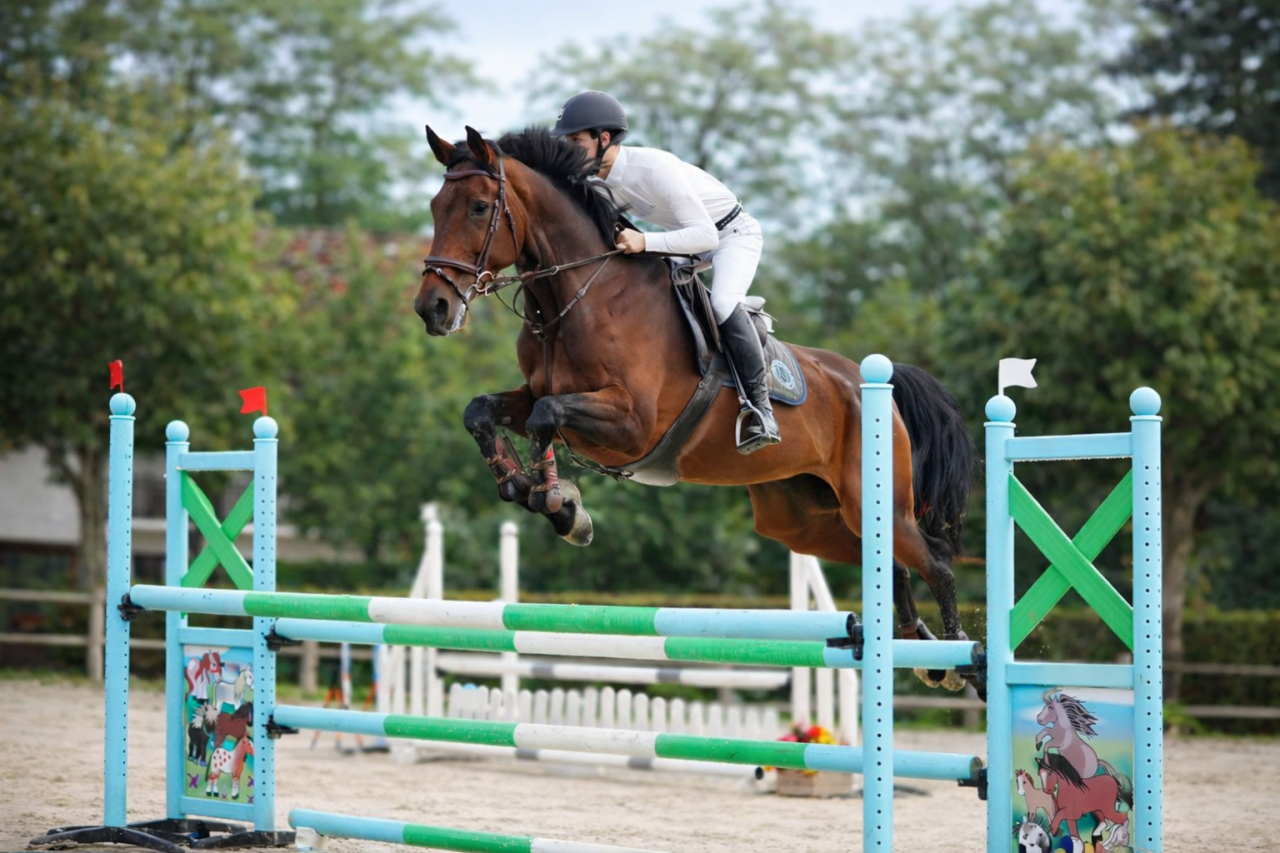 Jument - Zangersheide - 15 ans - CSO - France