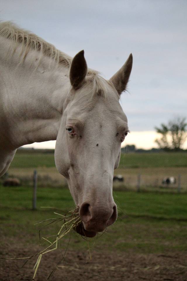 Jument perlino de 7 ans 