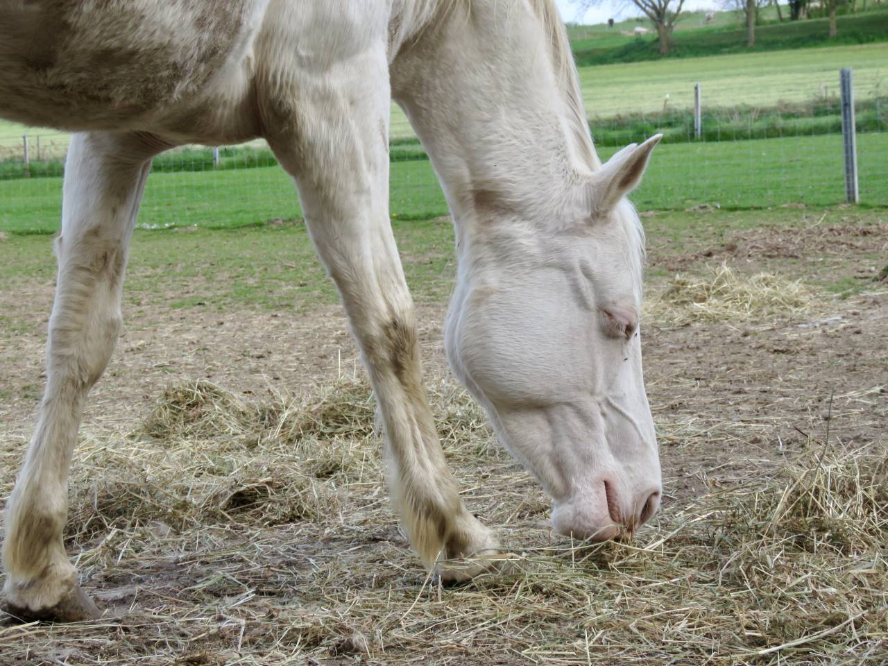 Jument perlino de 7 ans 