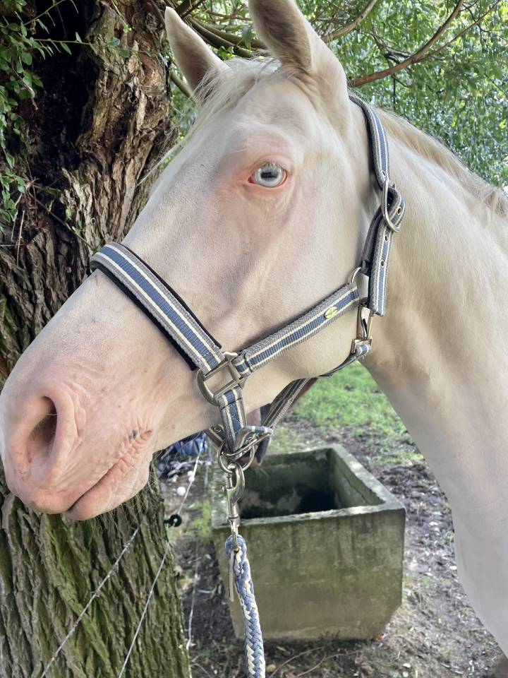 Jument perlino de 7 ans 