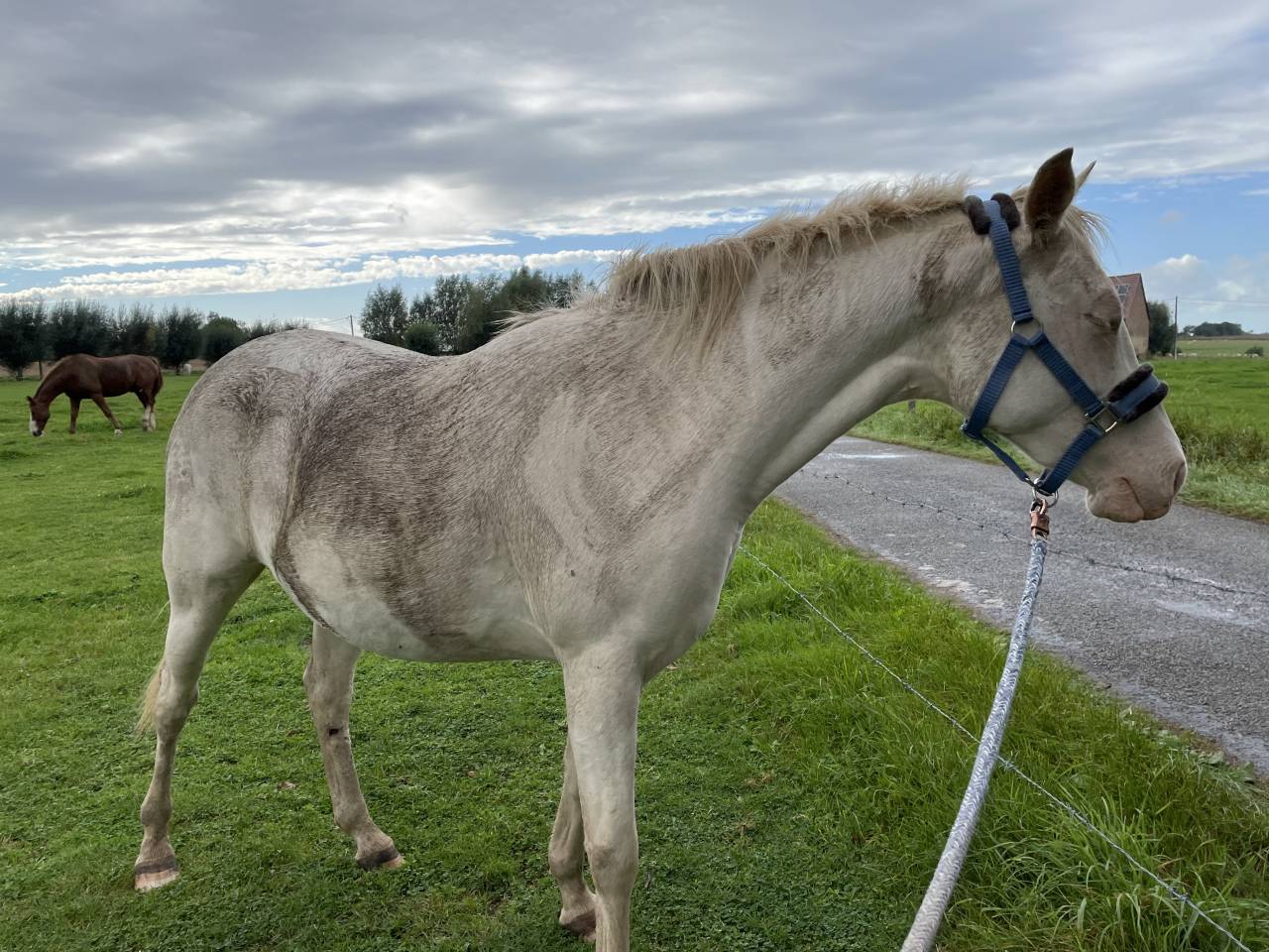 Jument perlino de 7 ans 
