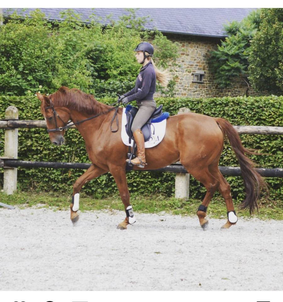 Chevaux &agrave; placer 