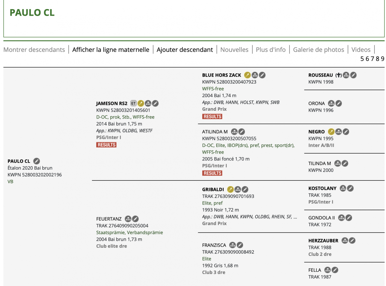 PAULO - Un cheval de dressage sensible