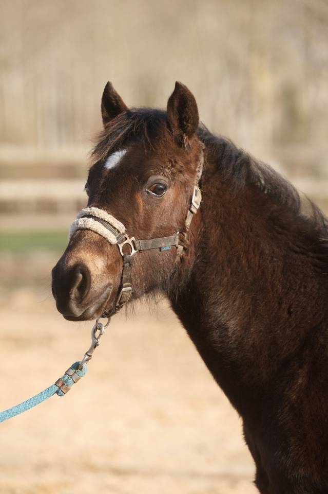 Poney New forest Isabelle Taille D 