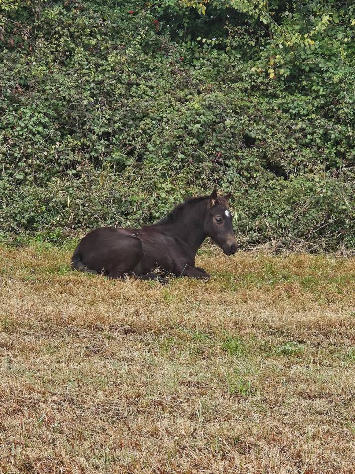 Poney New forest Isabelle Taille D 