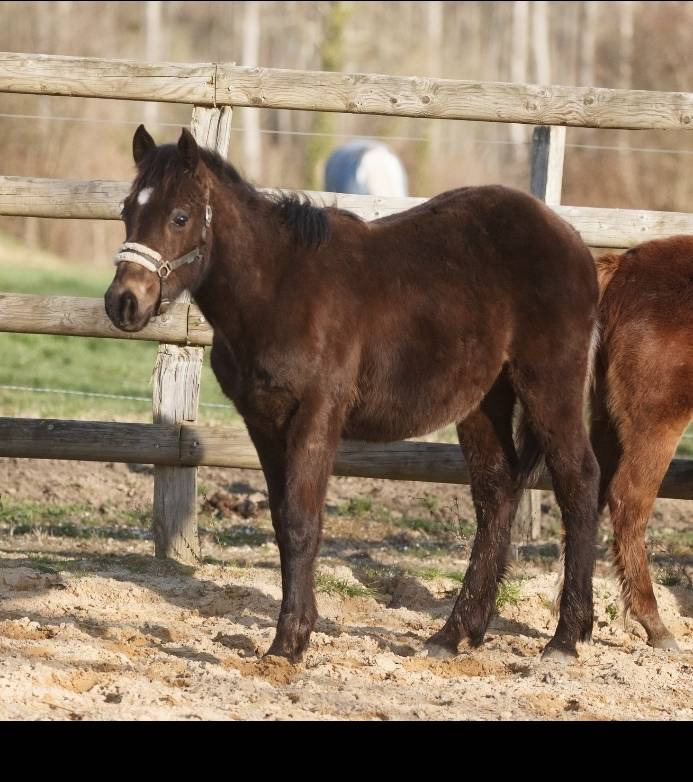 Poney New forest Isabelle Taille D 