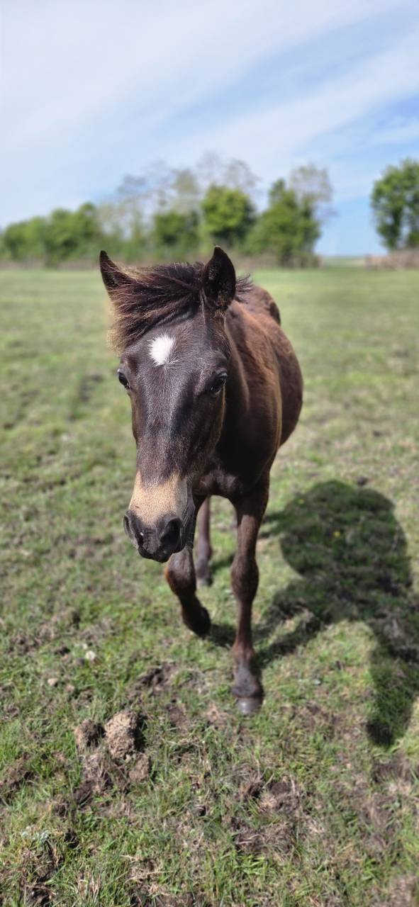Poney New forest Isabelle Taille D 