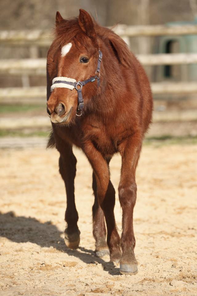 Ponette New forest taille D