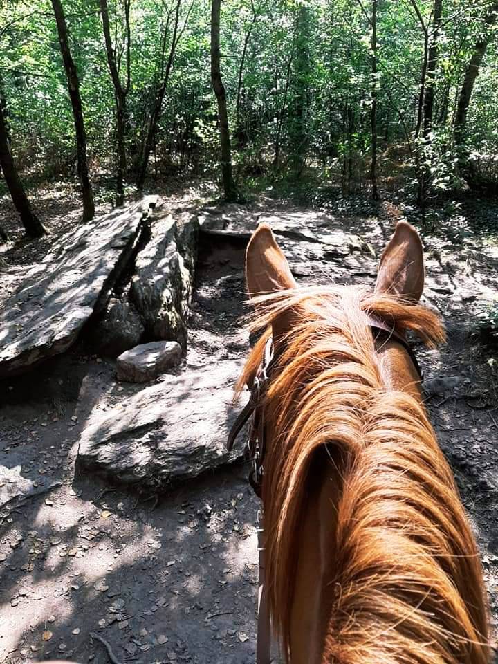 ? Vivez la magie de Broc&eacute;liande &agrave; cheval ! ?